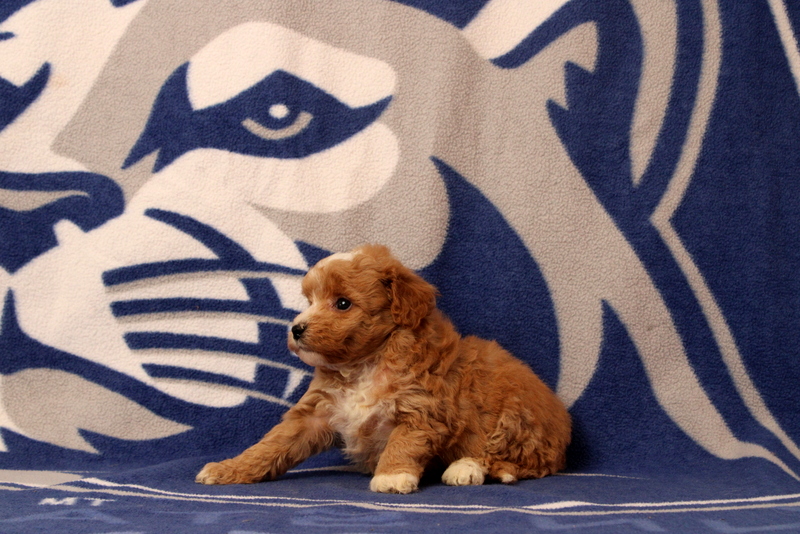 puppy, for, sale, Mini  Goldendoodle, Matthew B. Stoltzfus, dog, breeder, Gap, PA, dog-breeder, puppy-for-sale, forsale, nearby, find, puppyfind, locator, puppylocator, aca